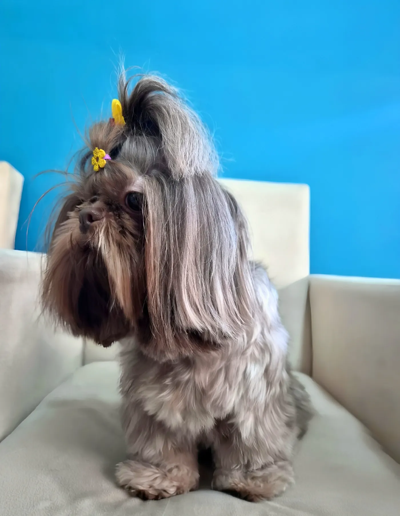 Cão tosado com laço no Pet Dojo