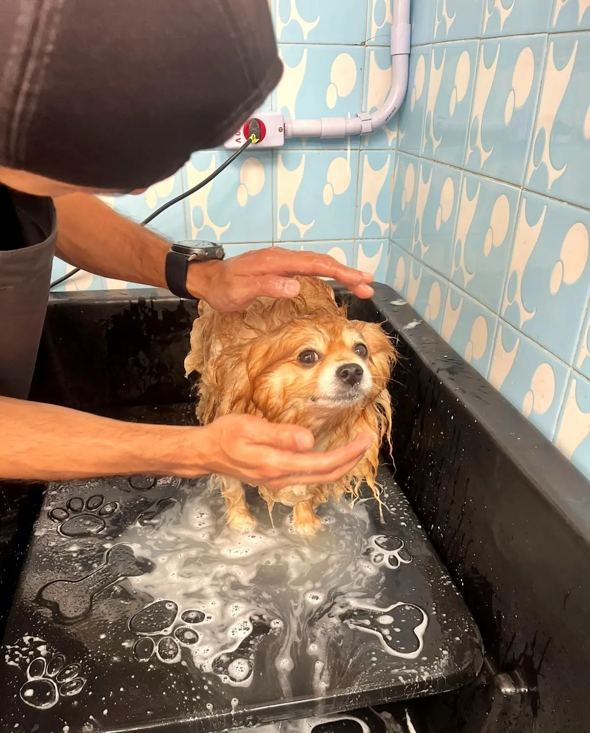 Cão tomando banho no Pet Dojo