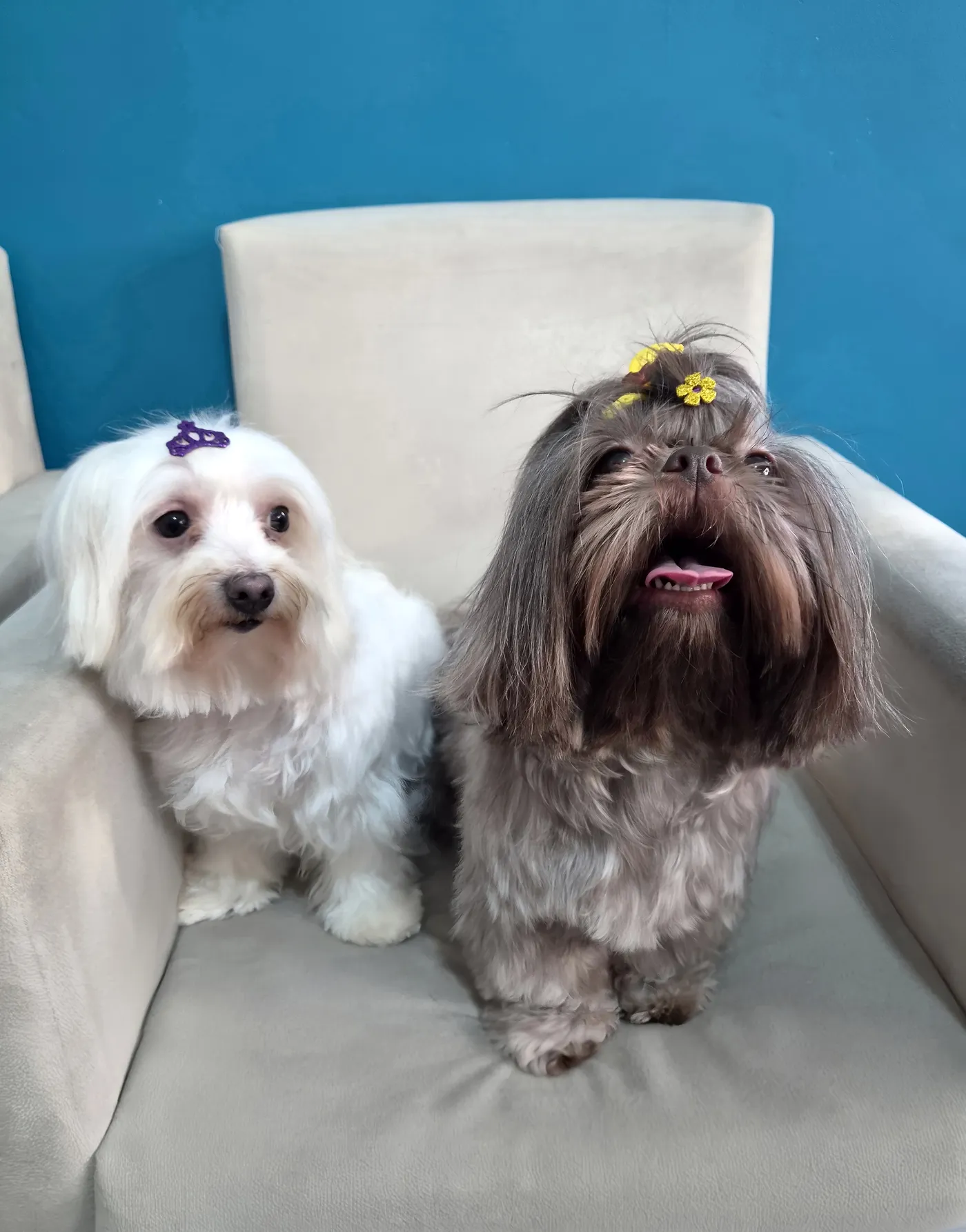 Dois cães tosados no Pet Dojo