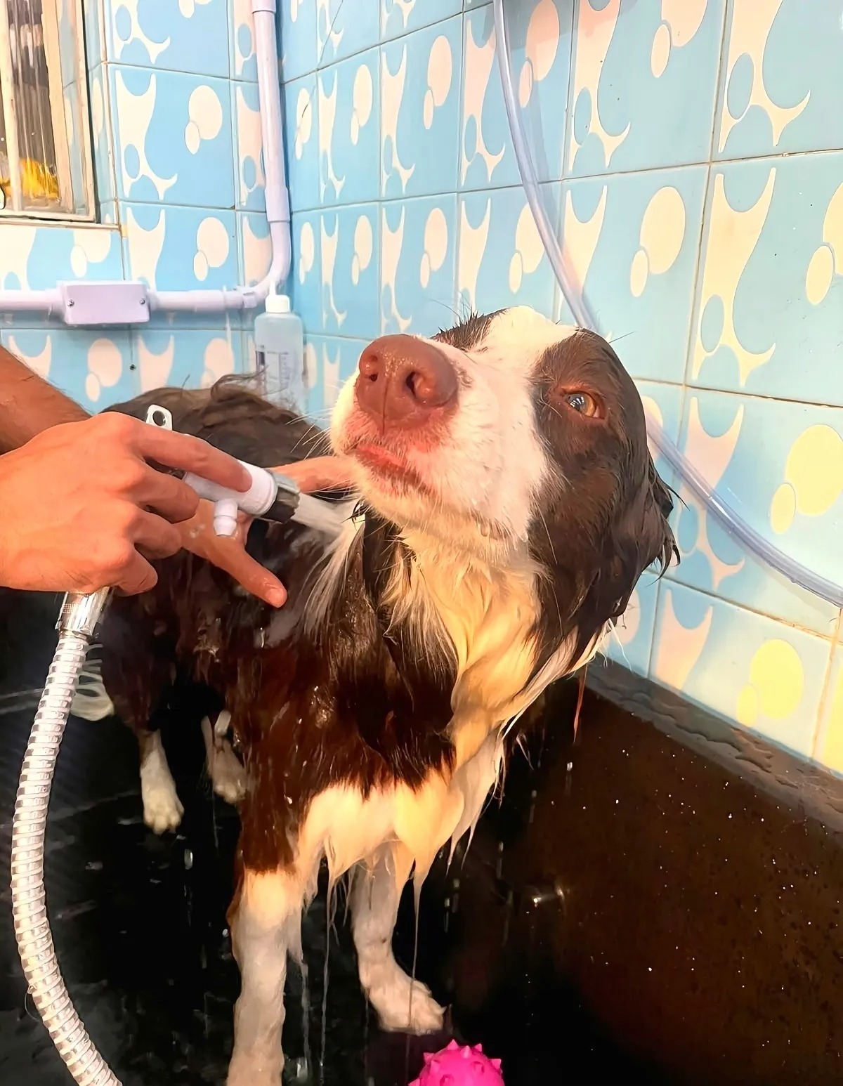 Banho e tosa para cães no Pet Dojo