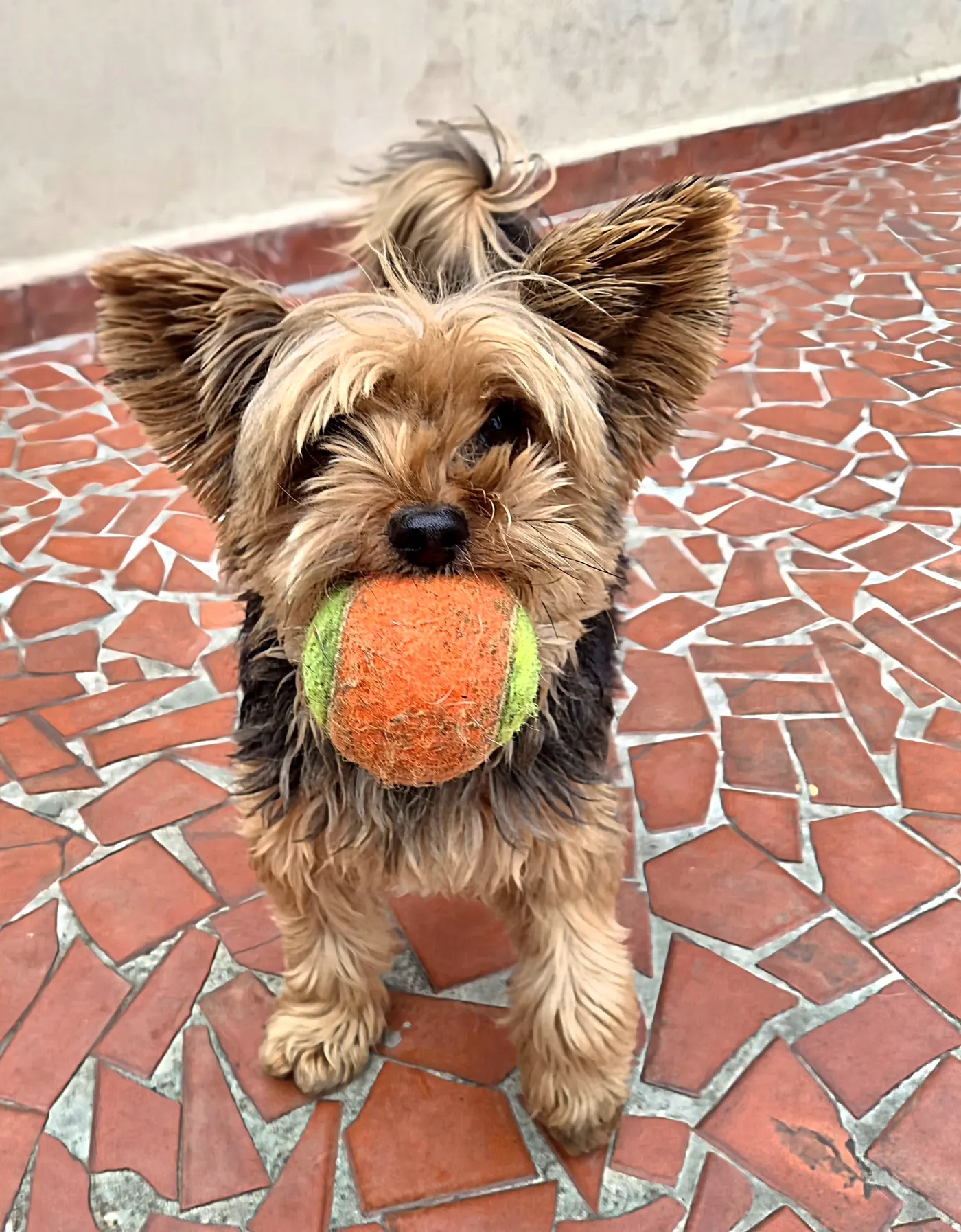 Cão da creche do Pet Dojo brincando com bolinha