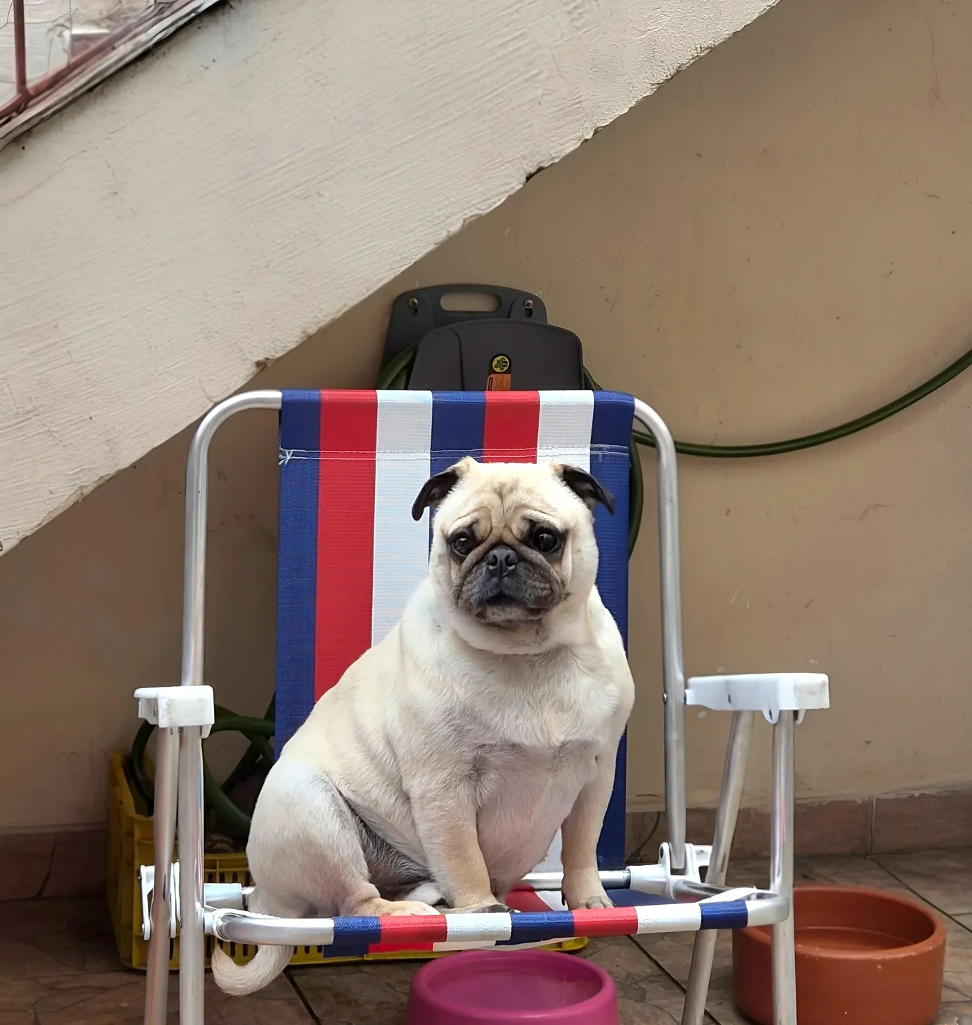Pug relaxando no Pet Dojo