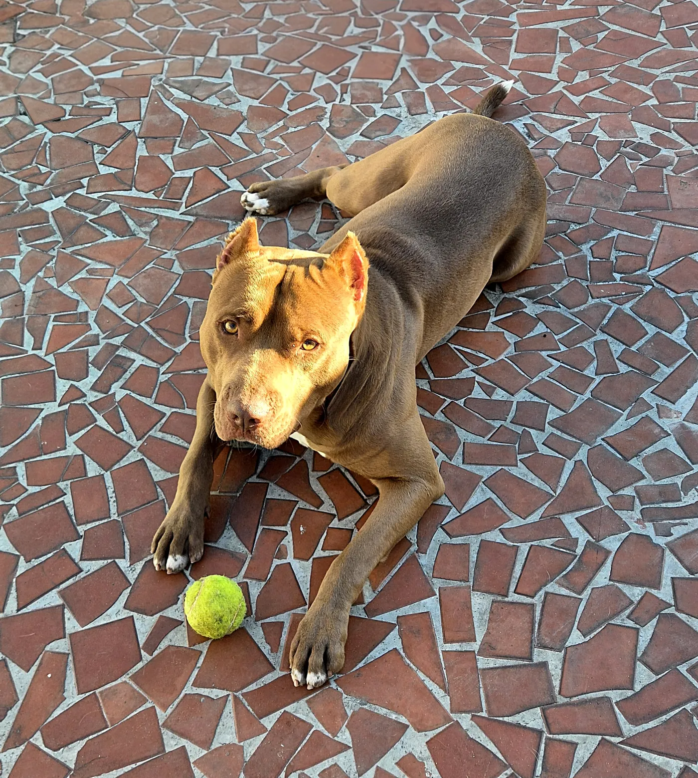 Cão de porte grande na creche do Pet Dojo