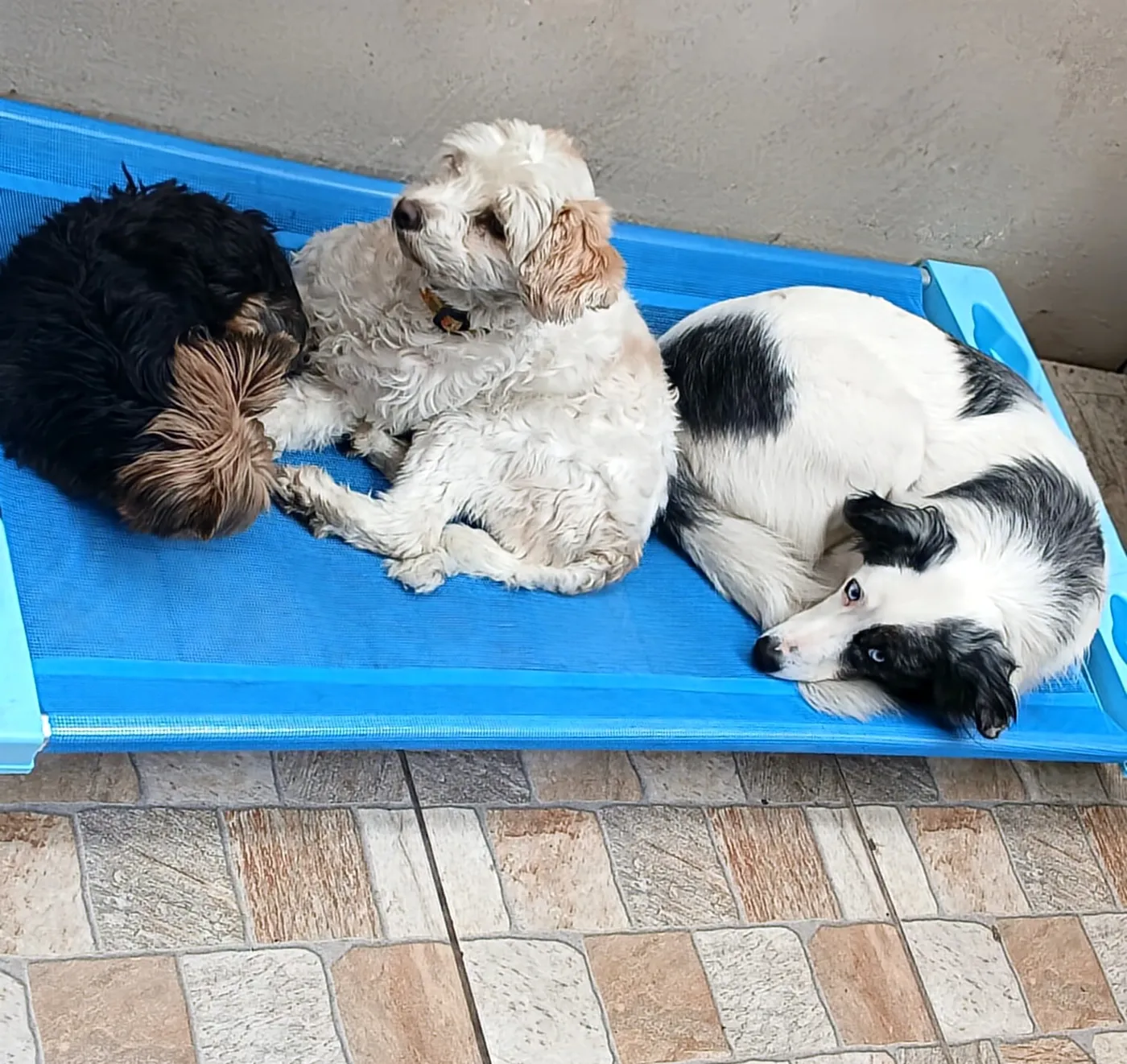 Hospedagem e hotel para cães no Pet Dojo