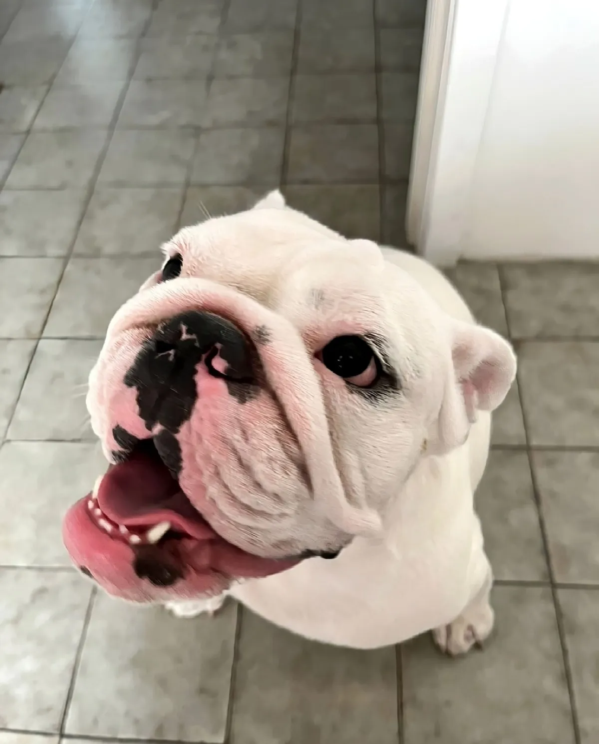 Buldogue feliz no Pet Dojo