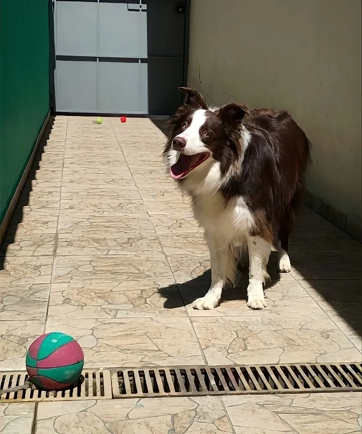 Border collie brincando com bola no pátio da creche