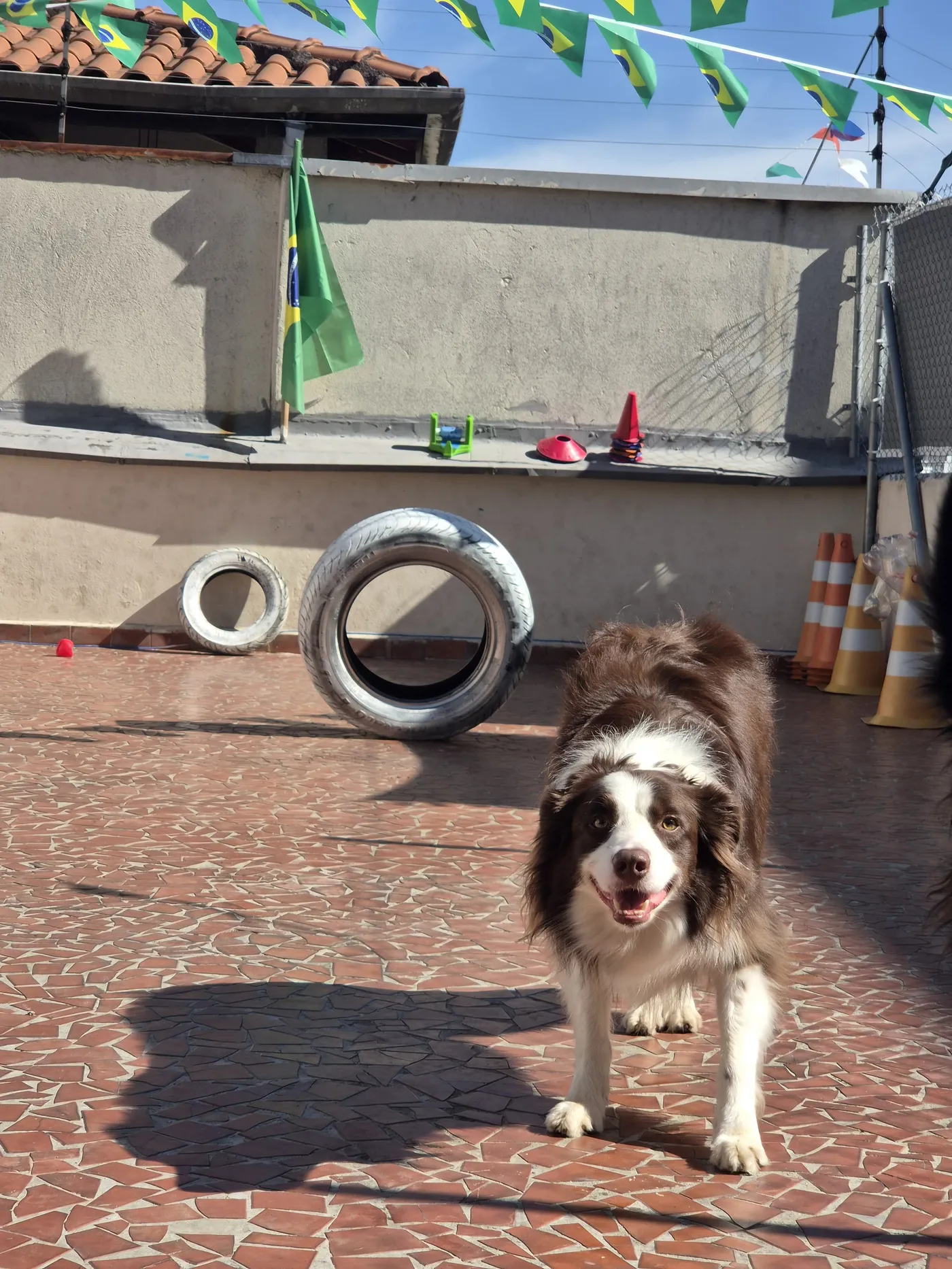 Cão no circuito de enriquecimento ambiental da creche do Pet Dojo