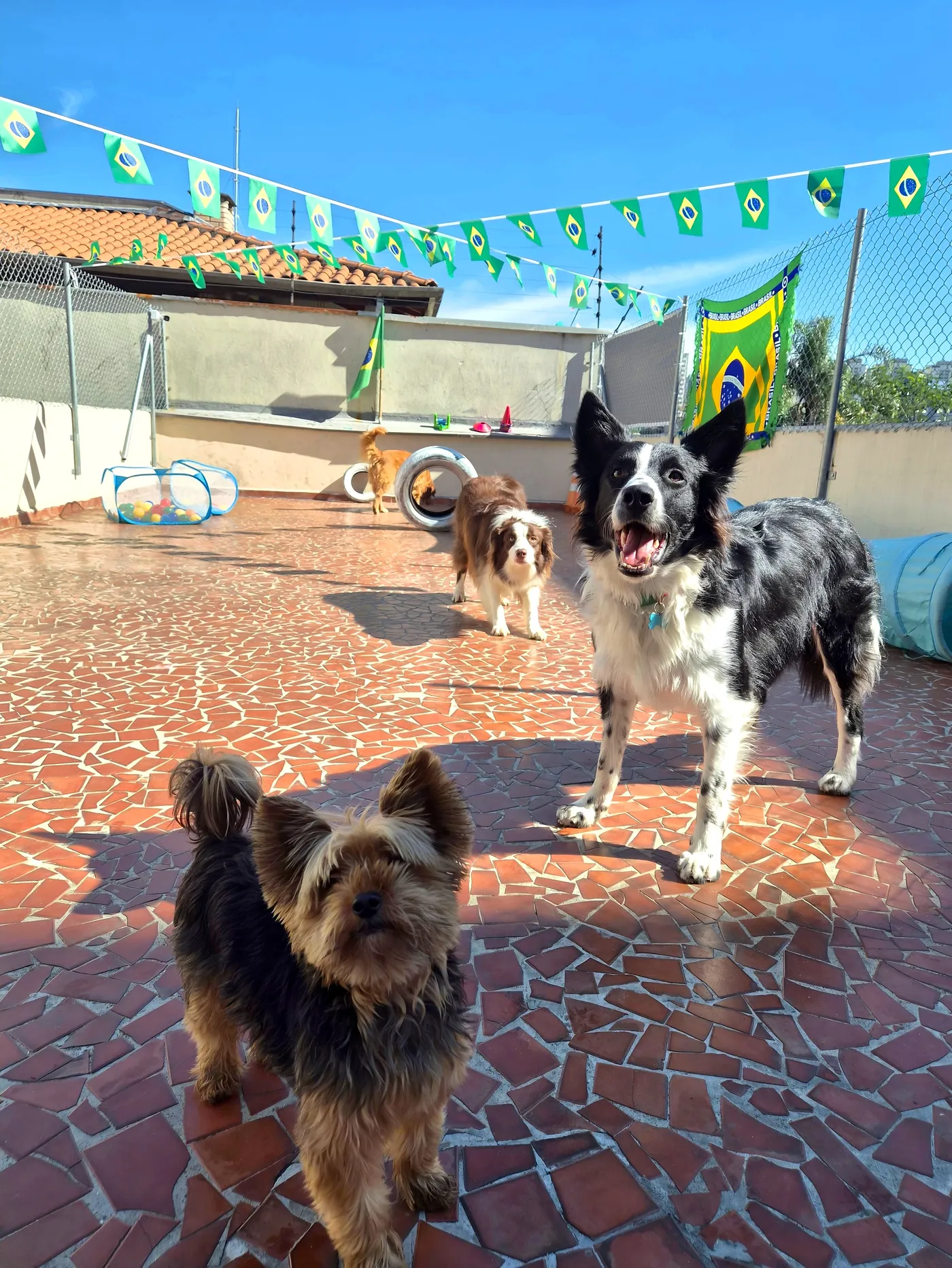 Trio de cães brincando juntos na creche do Pet Dojo
