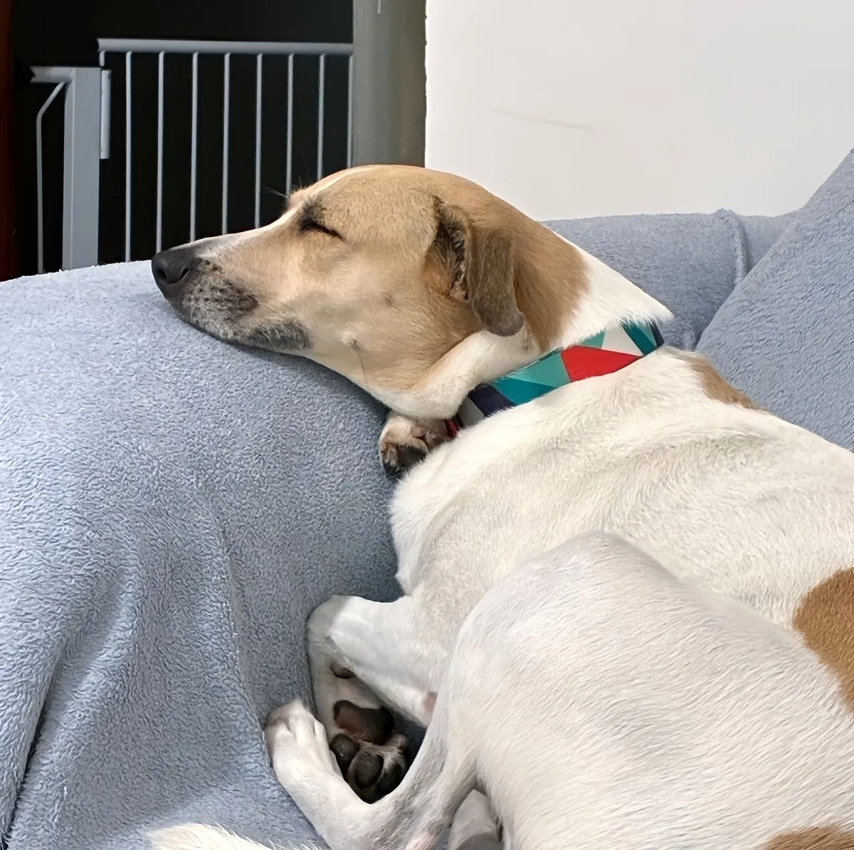 Cão dormindo confortável no hotel Pet Dojo