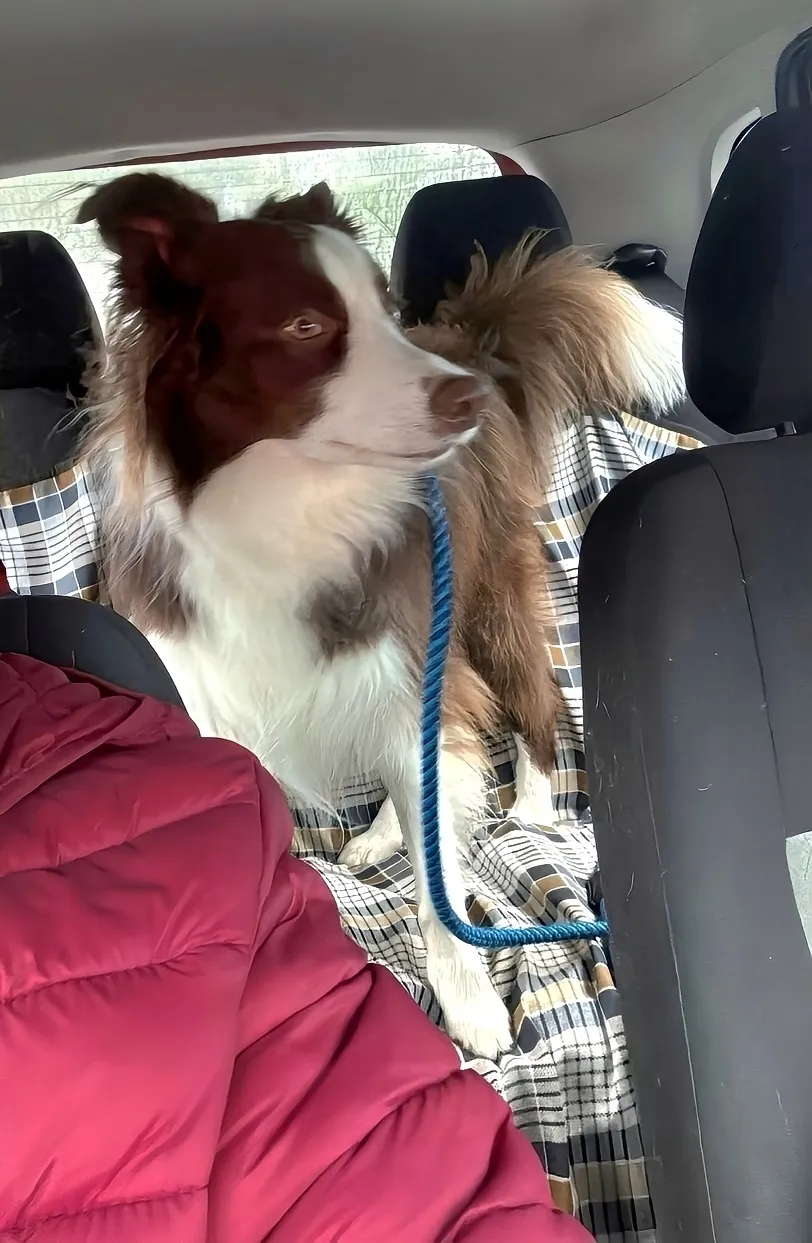 Cão sendo transportado pelo serviço Leva e Traz do Pet Dojo